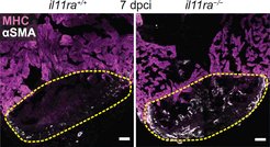 Il11ra protects zebrafish from scarring. In contrast to humans, zebrafish hardly activate scar-forming cells, the so-called myofibroblasts (left figure). This changes after the loss of the signal molecule interleukin-11 receptor (il11ra) (right figure). cardiac muscle cells = magenta; myofibroblasts = white