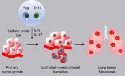 Immune cells support the development of lung metastases: The schematic diagram shows how T cells (Th9 / Th17) change lung tumor cells by releasing messenger substances. Tumor cells thereby convert into metastases.