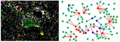 Complex neighbourhood relationships. Tumor cells and two different macrophage populations visualised by means of multiplex immunofluorescence microscopy (left) were subjected to a complex location analysis (right scheme). The scheme shows tumor cells in green, tumou-inhibiting macrophages in blue and tumor-promoting macrophages in red.