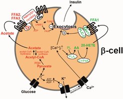 Positive and negative modulation of glucose-stimulated insulin secretion through 20-HETE/FFA1 and acetate/FFA2/FFA3.