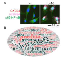 Fig. 1. Topics of the Kracht group. (A) Immuno-RNA-FISH of IL-1α-activated RPE1 cells. (B) Wordle diagram of research topics from publications.